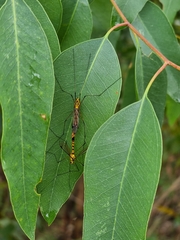Nephrotoma australasiae
