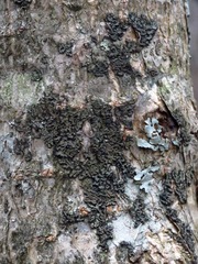 Phaeophyscia