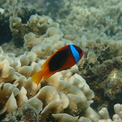 Amphiprion melanopus