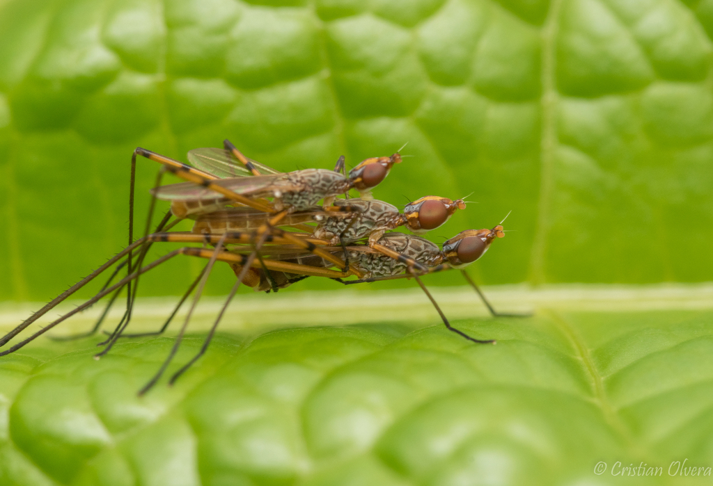 Micropezinae