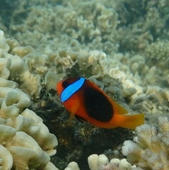 Amphiprion melanopus