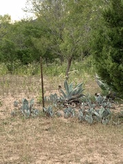 Agave asperrima