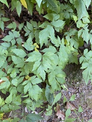 Xanthorhiza simplicissima