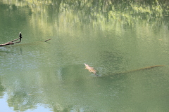 Crocodylus johnstoni