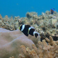 Amphiprion akindynos