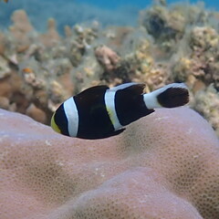 Amphiprion akindynos