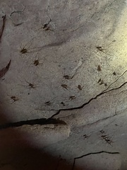 Hadenoecus subterraneus