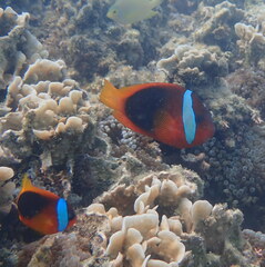 Amphiprion melanopus
