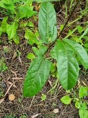 Passiflora edulis