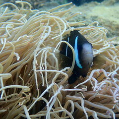 Amphiprion akindynos