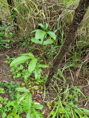 Passiflora edulis