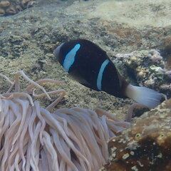 Amphiprion akindynos