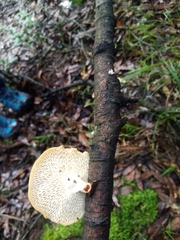 Neofavolus americanus