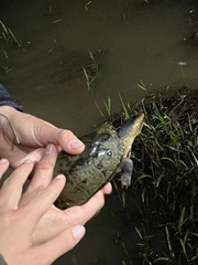 Kinosternon leucostomum