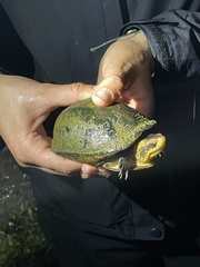 Kinosternon leucostomum