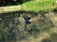 Branta canadensis maxima