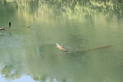 Crocodylus johnstoni