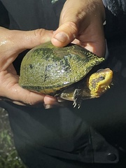 Kinosternon leucostomum