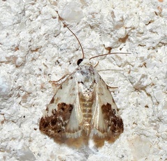 Ponometia phecolisca