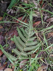 Christella acuminata