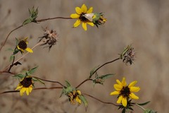 Helianthus exilis