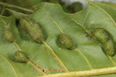 Macrodiplosis castaneae