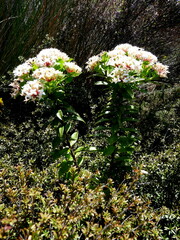 Pimelea longifolia