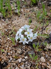 Zephyra elegans