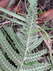 Christella acuminata