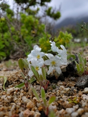 Zephyra elegans