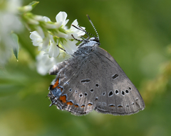 Satyrium acadica