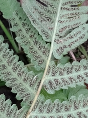 Christella acuminata