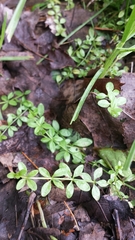 Marsh Bedstraw (Galium palustre)