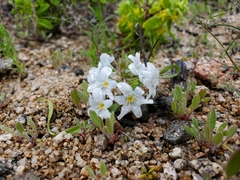 Zephyra elegans