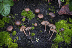 Lyophyllum anthracophilum