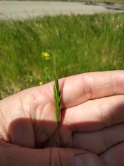 Festuca bromoides