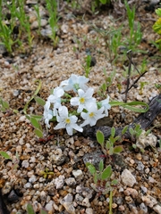 Zephyra elegans