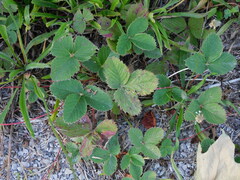Fragaria