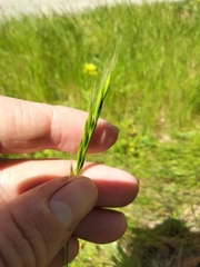 Festuca bromoides