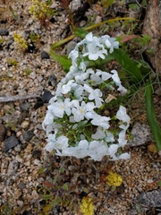 Zephyra elegans