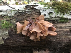 Phaeotremella foliacea