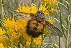 Paradejeania rutilioides