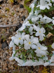 Zephyra elegans