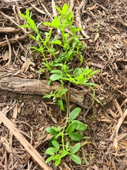 Roepera billardierei