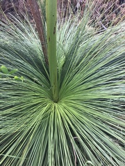 Xanthorrhoea johnsonii