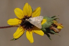 Achyra rantalis