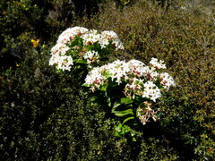 Pimelea longifolia