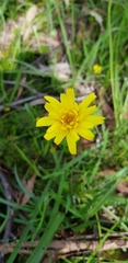 Microseris walteri