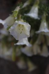 Lycium bridgesii