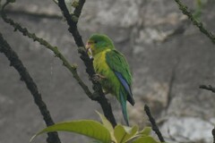 Psilopsiagon aurifrons